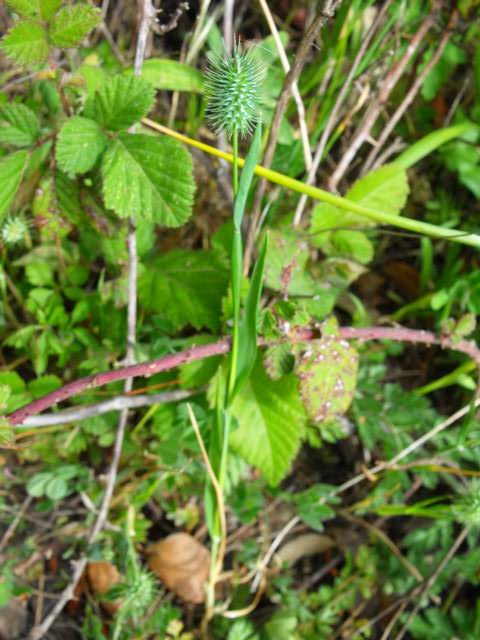 Phleum echinatum / Codolina ovata